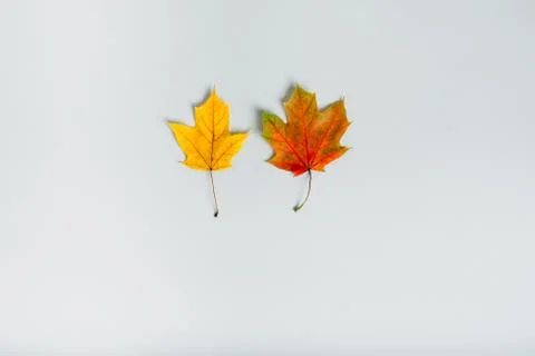 Two maple leaves on a gray background Stock Photos