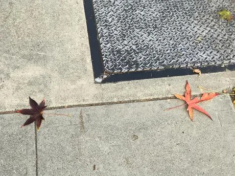 Two maple leaves on the ground Stock Photos