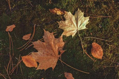 Two maple leaves lie on a moss bed. Stock Photos