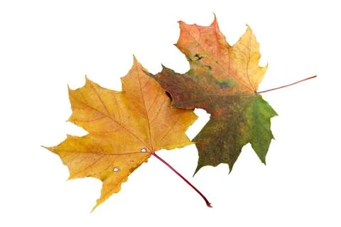 Two maple leaves Stock Photos