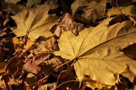 Two maple leaves Stock Photos