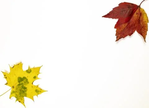 Two maple leaves on a white background are laid out diagonally. Stock Photos
