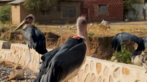 Two Marabou storks with distinctive pink heads and large beaks perched on a low Stock Footage 345835091