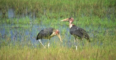 Two marabou storks Foto stock
