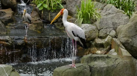 Two marabu at rock waterfall Stock Footage 59664029