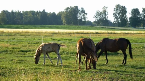 Two mares and foals eating on horse pasture Stock Footage 99283820