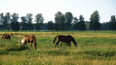 Two mares and foals eating on horse pasture Stock Footage 99285581