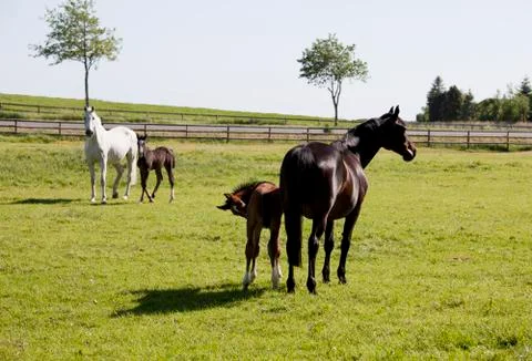 Two mares with foals Stock Photos