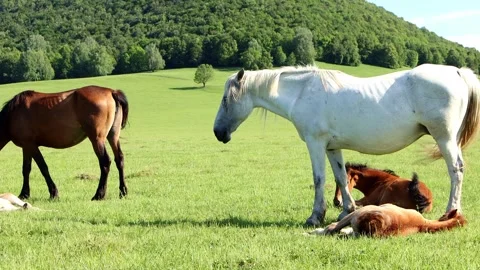 Two mares graze next to foals lying on the ground. Stock Footage 251369337