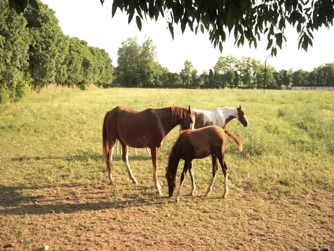 Two mares with pouladas graze in the fields Stock Footage 76073904