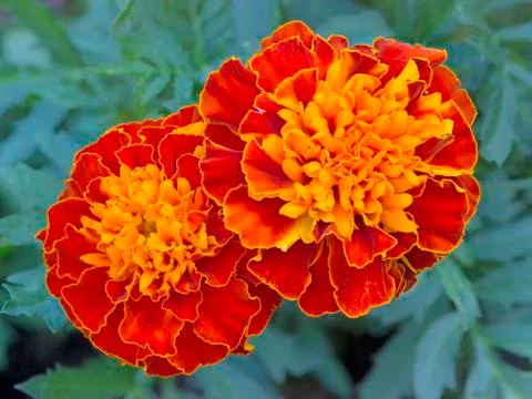 Two marigold blooms Stock Photos