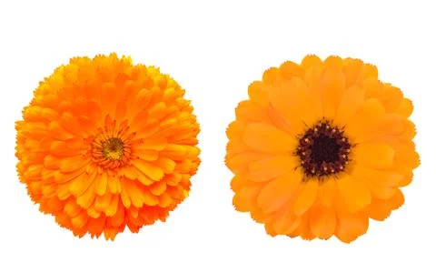 Two Marigold flowers Stock Photos
