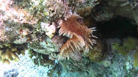 Two Marine Bristle Worms Crawling Across a Coral Reef at Night, Red Sea Stock Footage 339626403