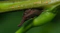 Two-marked Treehopper (Enchenopa binotata) 1 HD Footage