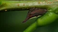 Two-marked Treehopper (Enchenopa binotata) 2 HD Footage