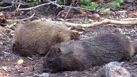 Two marmots eating from the ground are startled one walks away Stock Footage 78672924