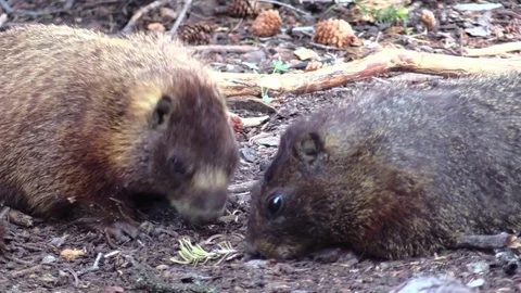Two marmots eating from the ground in mountains animal Video stock 78672782
