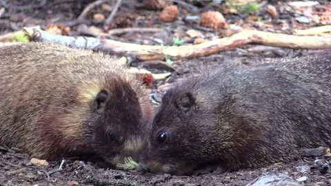 Two marmots eating from the ground in mountains zoom out animal Stock Footage 78672986