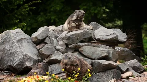 Two Marmots Stock Footage 11097683