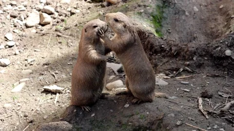 Two marmots in love, standing upright on their hind legs and kissing Stock Footage 340909246