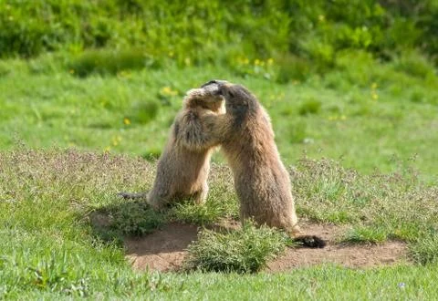 Two marmots Stock-Fotos