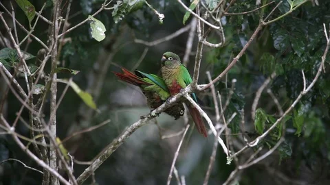 Two Maroon bellied Parakeet perched on a branch scene. Stock Footage 111399093
