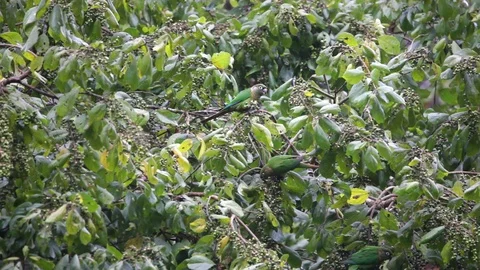 Two Maroon bellied Parakeet perched on a branch scene. Stock Footage 111401737