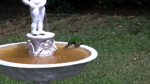 Two Maroon bellied Parakeet perched on a fountain scene. Stock Footage 111434678