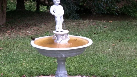 Two Maroon bellied Parakeet perched on a fountain scene. Stock Footage 111435862