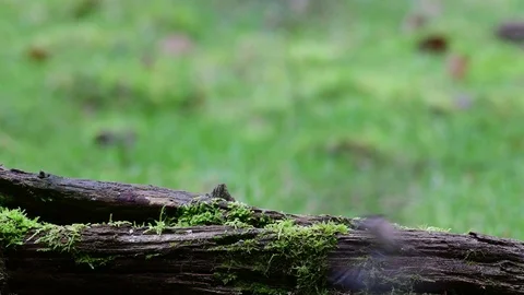 Two marsh tit and a nuthatch search feed on the wood Stock Footage 104272179