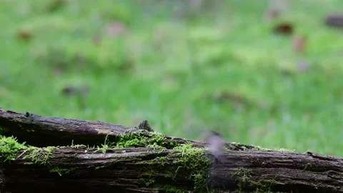 Two marsh tits and a nuthatch searchs food on the deadwood Video stock 137003835