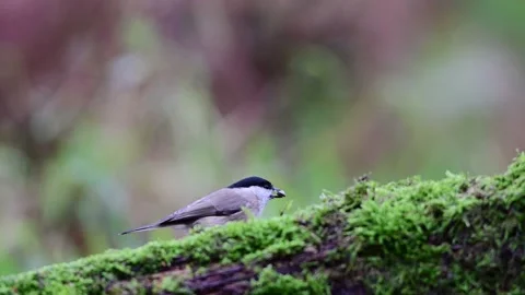Two marsh tits looking for food on dead wood Stock Footage 202306918