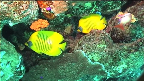 Two Of Masked Butterflyfish Video stock 292861212