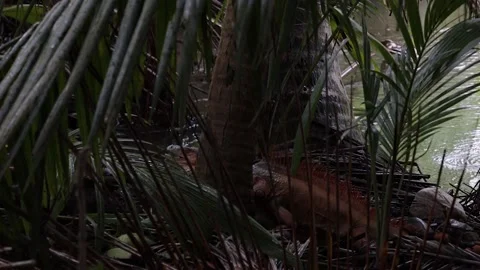 Two massive Iguanas fighting in Costa Rica 2 Video stock 136405073