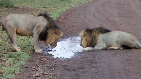 Two massive male lions drinking water together Stock Footage 232284900