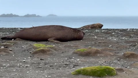 Two Massive Southern Elephant Seals Move Along Beach on Livingston Island Stock Footage 337904450