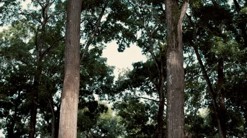 Two massive tree trunks framing a lush tropical forest landscape Stock Footage 331685488