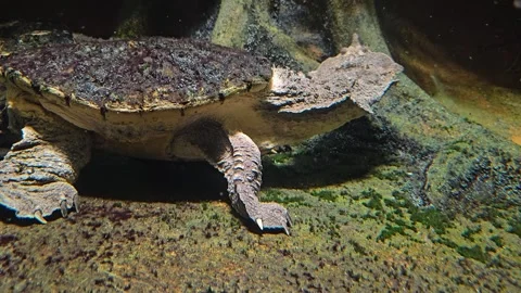 Two Mata mata  Stock Footage 277364106