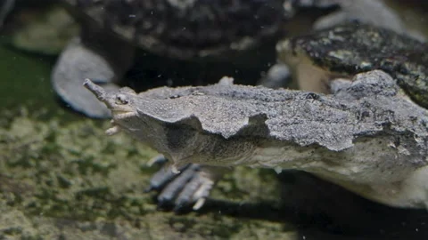 Two Mata mata turtles Video stock 211183975