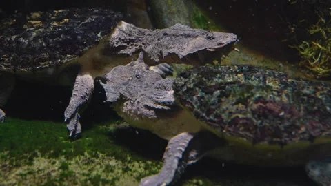 Two mata mata turtles  Video stock 241020870