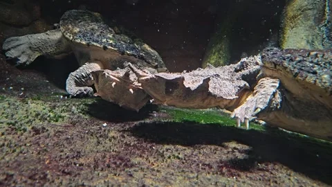 Two Mata mata turtles Stock Footage 277365486
