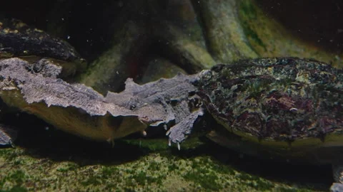 Two mata mata water turtle Stock Footage 241014314