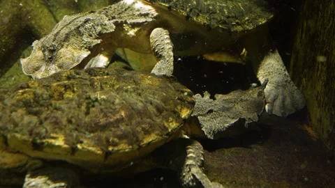 Two mata mata water turtle Stock Footage 272819278