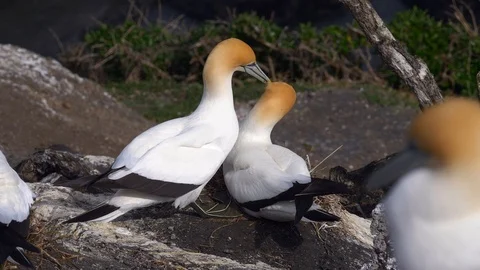 Two mating Australasian Gannets Stock Footage 96119752