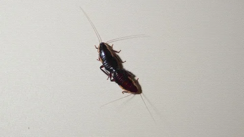 Two mating cockroaches - static shot Stock Footage 123330490