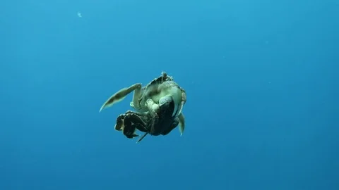 Two mating crabs swimming in the open ocean Stock Footage 80745635