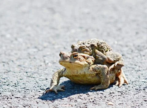 Two mating frogs Foto stock