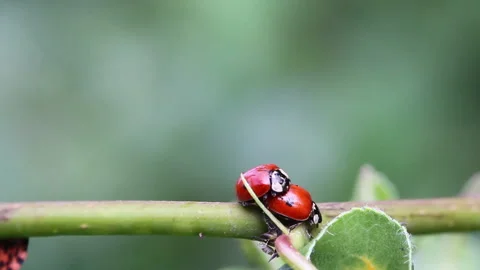 Two mating ladybugs crawling on a pear tree branch Stock Footage 139390751