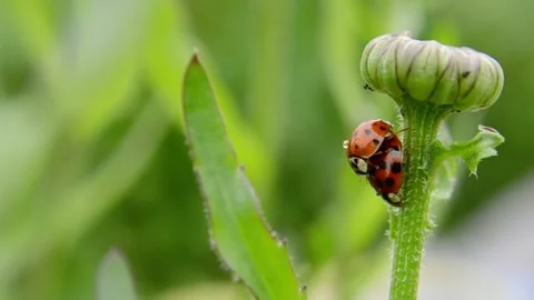Two mating ladybugs on a green stem of a flower Stock Footage 220627240