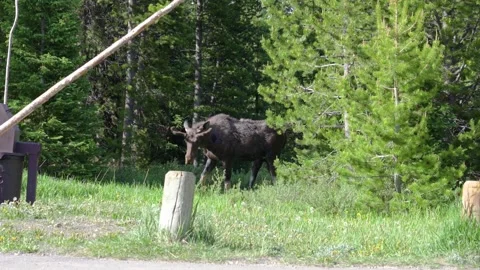 Two Mating Moose Graze in Rocky Mountain National Park | Colorado USA | 4K Stock Footage 293631666